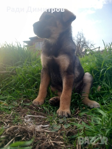 ПОДАРЯВАМ КУЧЕНЦА, снимка 14 - Други - 54158083