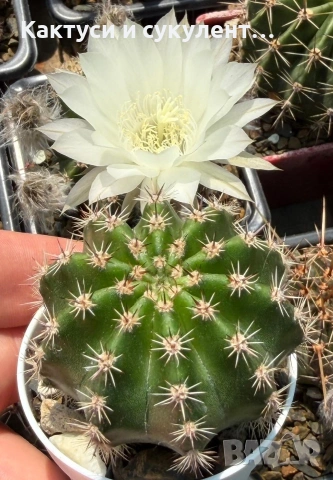 Кактус Echinopsis Hybrid цвят кремаво бяло цъфтящи растения, снимка 2 - Градински цветя и растения - 55182543
