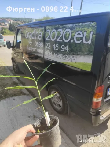 Джинджифил – разсад (Zingiber officinale), снимка 6 - Разсади - 55590966