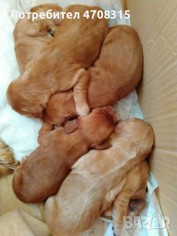 Кокер шпаньол червен игриво  момче, снимка 7 - Кокер шпаньол - 54019379