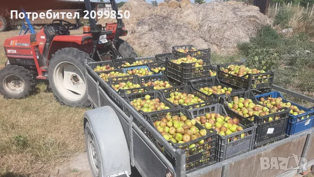 Смокини от смокинова градина, снимка 1 - Разсади - 55327710