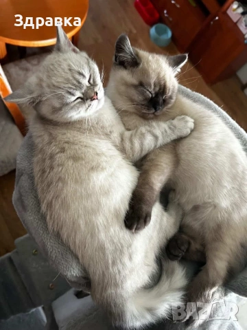 Колор пойнт коте , снимка 1 - Британска късокосместа - 43550866