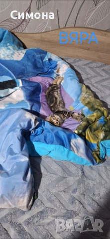 Подаряват се котенца, снимка 8 - Други - 54933946