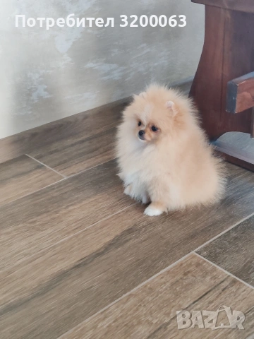 Померан мини размер мъжко., снимка 8 - Померан - 54032504