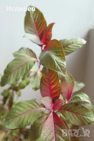 Боливийска фуксия, Fuchsia boliviana, 2-год. растение !, снимка 4 - Стайни растения - 54916661