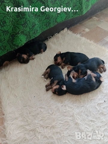 Продавам чистокръвни йорчета 