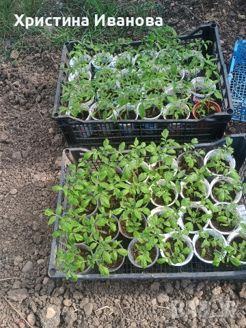Продавам разсад домати., снимка 3 - Разсади - 54317797