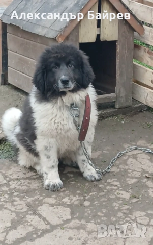 Каракачански кучета , снимка 9 - Каракачанска овчарка - 54327853