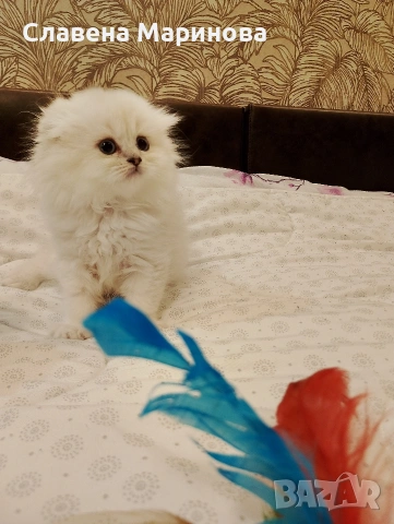 Шотландски котета ,сребърна чинчила, колорпойнт, дългокосместа котка, снимка 13 - Чинчили - 54735813