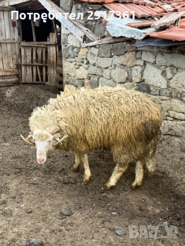 Ovce, снимка 3 - Овце - 54356491