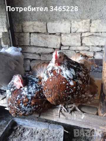 Орпингтон  5 кокошки и петел , снимка 3 - Кокошки и пуйки - 54155496