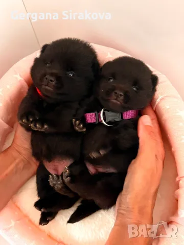 Шиперке / Schipperke, снимка 4 - Други - 55357854