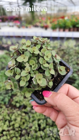Кализия, Callisia Repens Care, снимка 16 - Стайни растения - 42265579