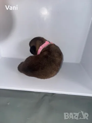 Америкаска акита кученца, снимка 10 - Акита - 53165395