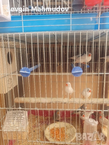 Амадини , снимка 2 - Амадини - 54397798