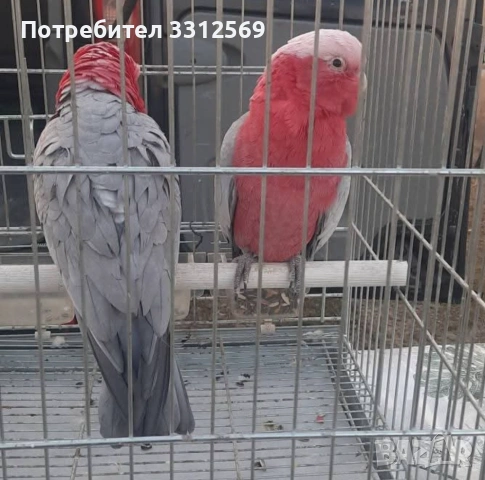 Две мъжки розови какадута 2025