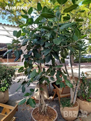 Фикус Ficus microcarpa, снимка 4 - Стайни растения - 55343521