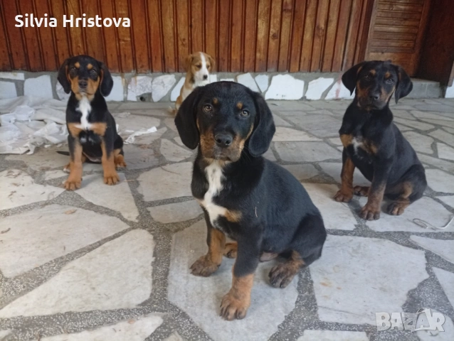 малки кученца във Велинград , снимка 2 - Други - 54578324