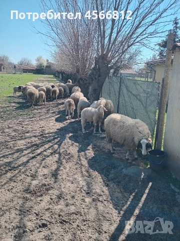 Продавам агнета от производител , снимка 3 - Овце - 54110269