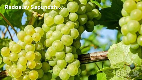 Продавам бял винен сорт грозде Сандански мискет