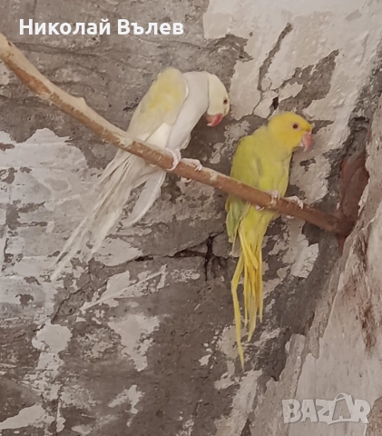 чифт малки александри 