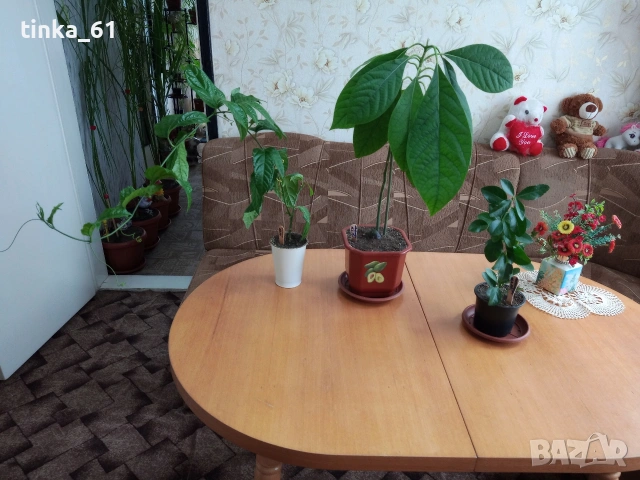 Стайни цветя , снимка 2 - Стайни растения - 50278681