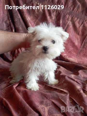 Малтийска болонка момиче 