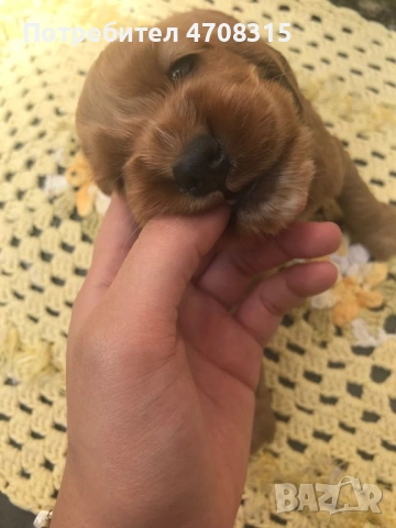 Кокер шпаньол червен игриво  момче