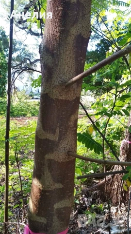 Хартиено дърво Broussonetia papyrifera