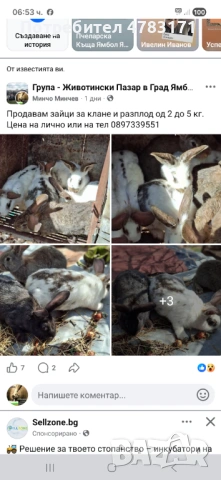 Заици, снимка 6 - Други - 54772962