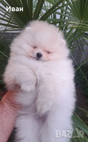 Померан, снимка 5 - Померан - 54127311
