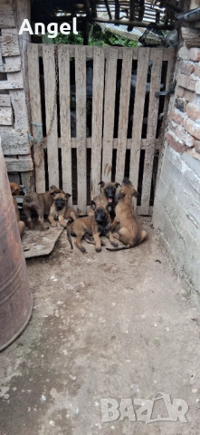 Бегийски овчарки