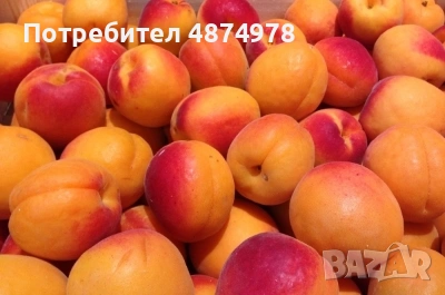ХЛАДИЛНО СТОПАНСТВО ПРОДАВА ПРЕСНИ ПЛОДОВЕ РЕКОЛТА 2026г. - ЧЕРЕШИ, КАЙСИИ И СИНИ СЛИВИ