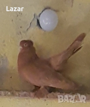 Продавам Ростовски, снимка 2 - Гълъби - 54044873