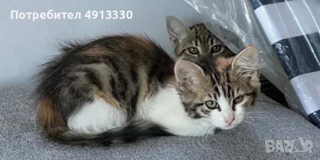 Подарявам 4 котета, снимка 6 - Други - 55600691