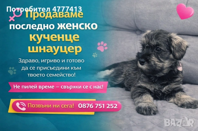 Цверг шнауцер