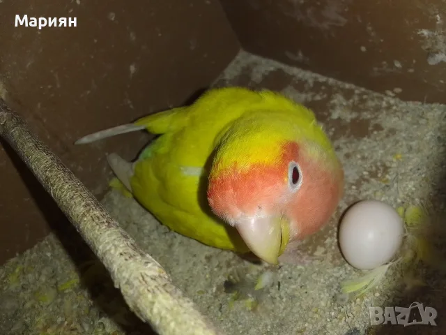Женска Неразделка , снимка 2 - Папагали - 55298413