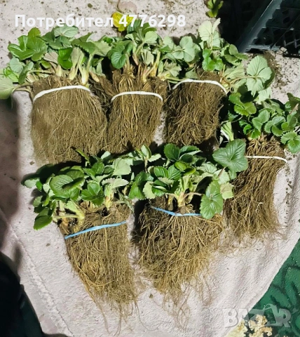 Качествен разсад Ягоди и малини…!, снимка 7 - Разсади - 54083453