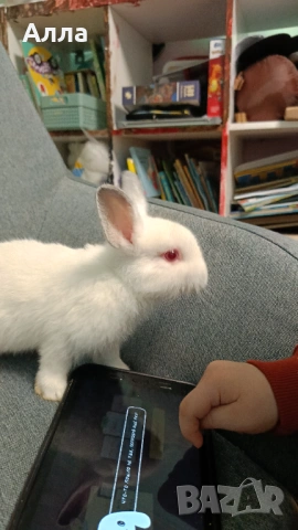 Останах двечки деративни зайчета , снимка 3 - Декоративни зайчета - 54001702