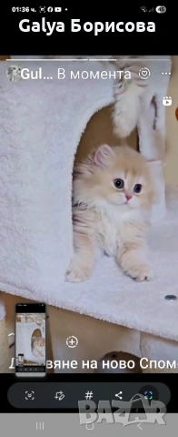 Британска котка  лилаво злато, снимка 5 - Британска късокосместа - 54162057