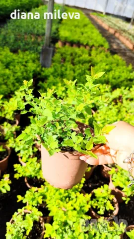 Японска спирея Голден принцес, Spiraea japonica Golden princess, снимка 11 - Градински цветя и растения - 55417808