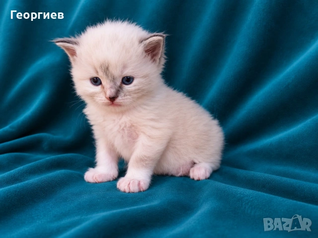 Регдол коте 