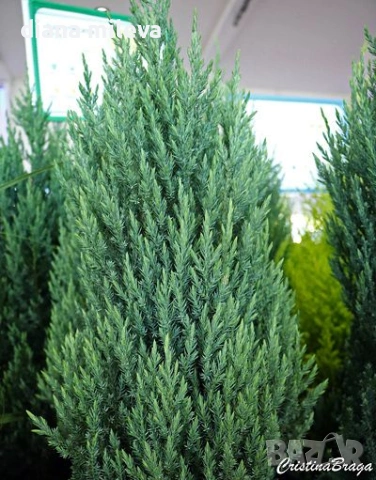Хвойна Стрикта, Juniperus Stricta!!!, снимка 2 - Градински цветя и растения - 55190258