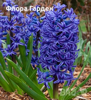 Луковици ЗЮМБЮЛ - Предварителни поръчки, снимка 2 - Градински цветя и растения - 51033126
