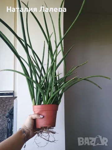 Сансевиера, sansevieria cylindrica, снимка 4 - Стайни растения - 55440409