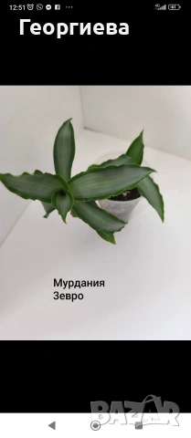 декоративно листни растения , снимка 10 - Стайни растения - 54615459