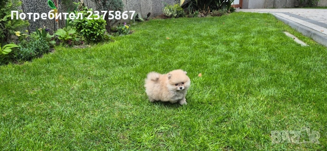 1 мъжко и 2 женски померанчета,померан, снимка 2 - Померан - 54157495