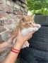 Подарявам малки котенца, снимка 5