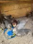 пилета  на 40 дена  легбар, черна амераукана , пшеничена амераукана, снимка 1