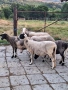 Овце Редовни 5 бр , снимка 1